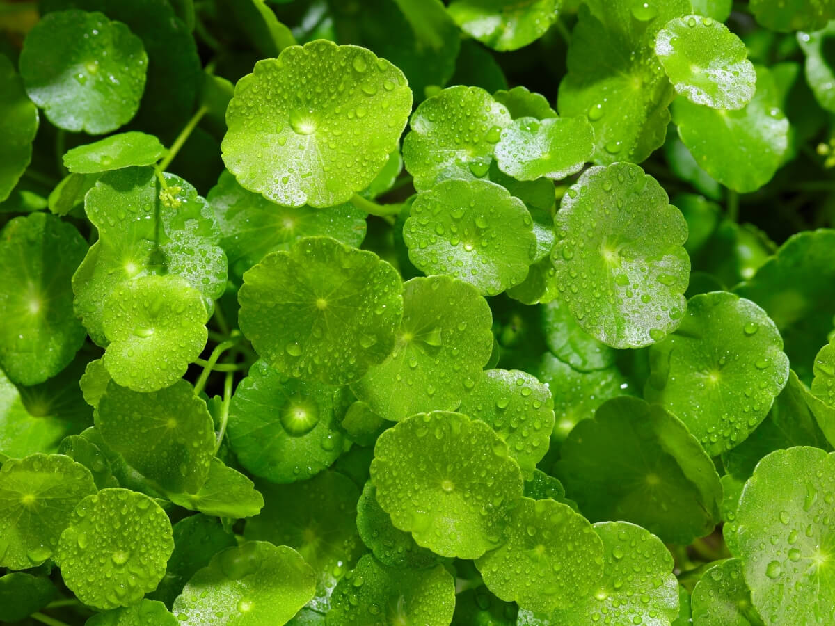 Rau má trị mụn, kháng viêm, làm dịu da và hỗ trợ tái tạo