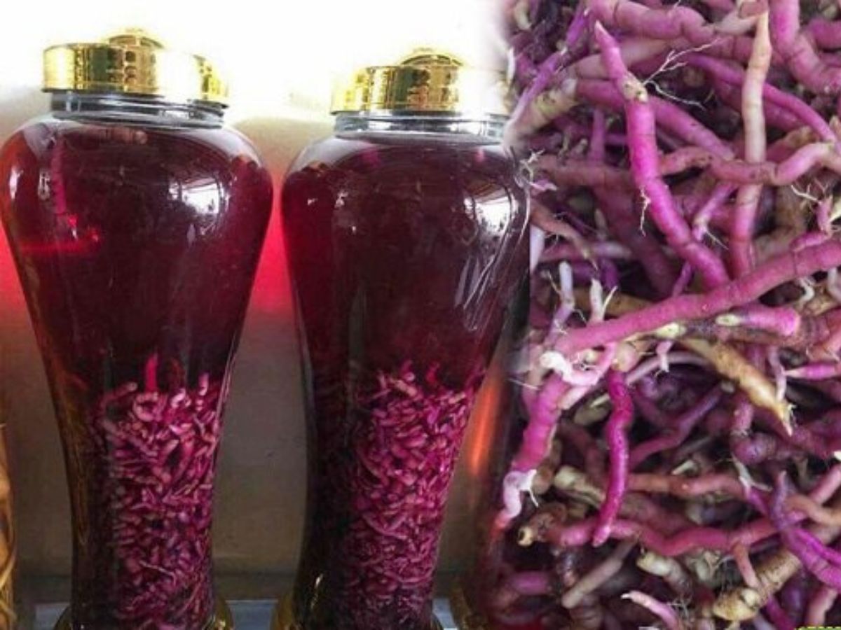 các loại rượu ngâm tốt cho nam giới