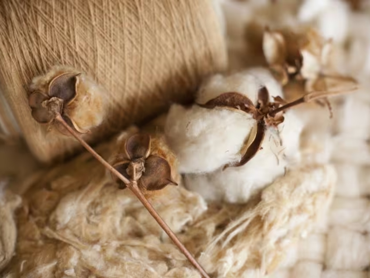 Cotton hữu cơ là gì?