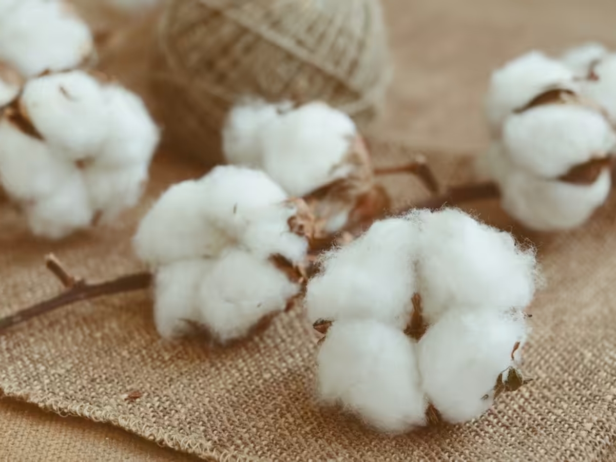 Cotton hữu cơ là gì?