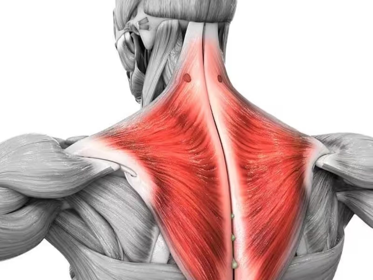 Cơ cầu vai, còn được gọi là cơ thang, là một nhóm cơ lớn có hình dạng giống viên kim cương