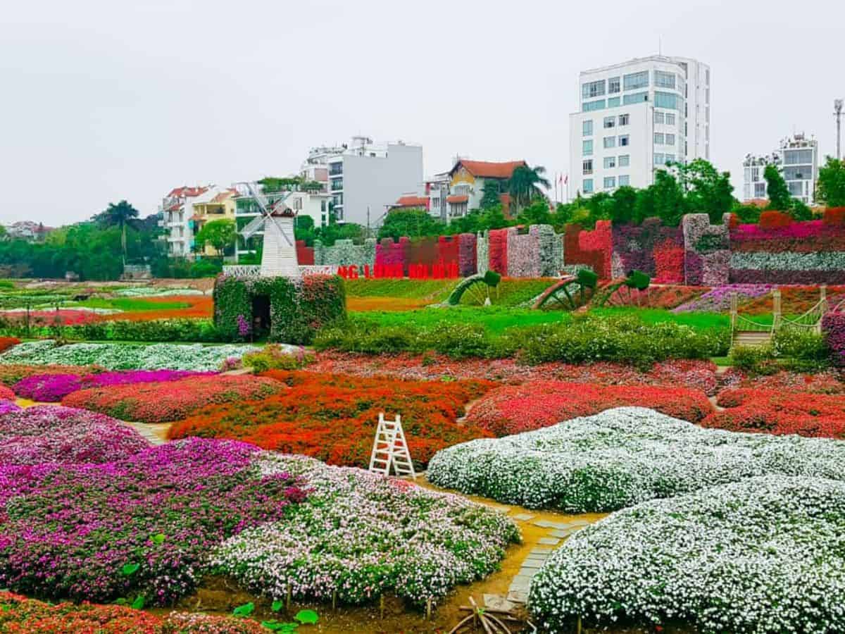 Vườn hoa Nhật Tân, bãi đá Sông Hồng là điểm hẹn của cúc họa mi