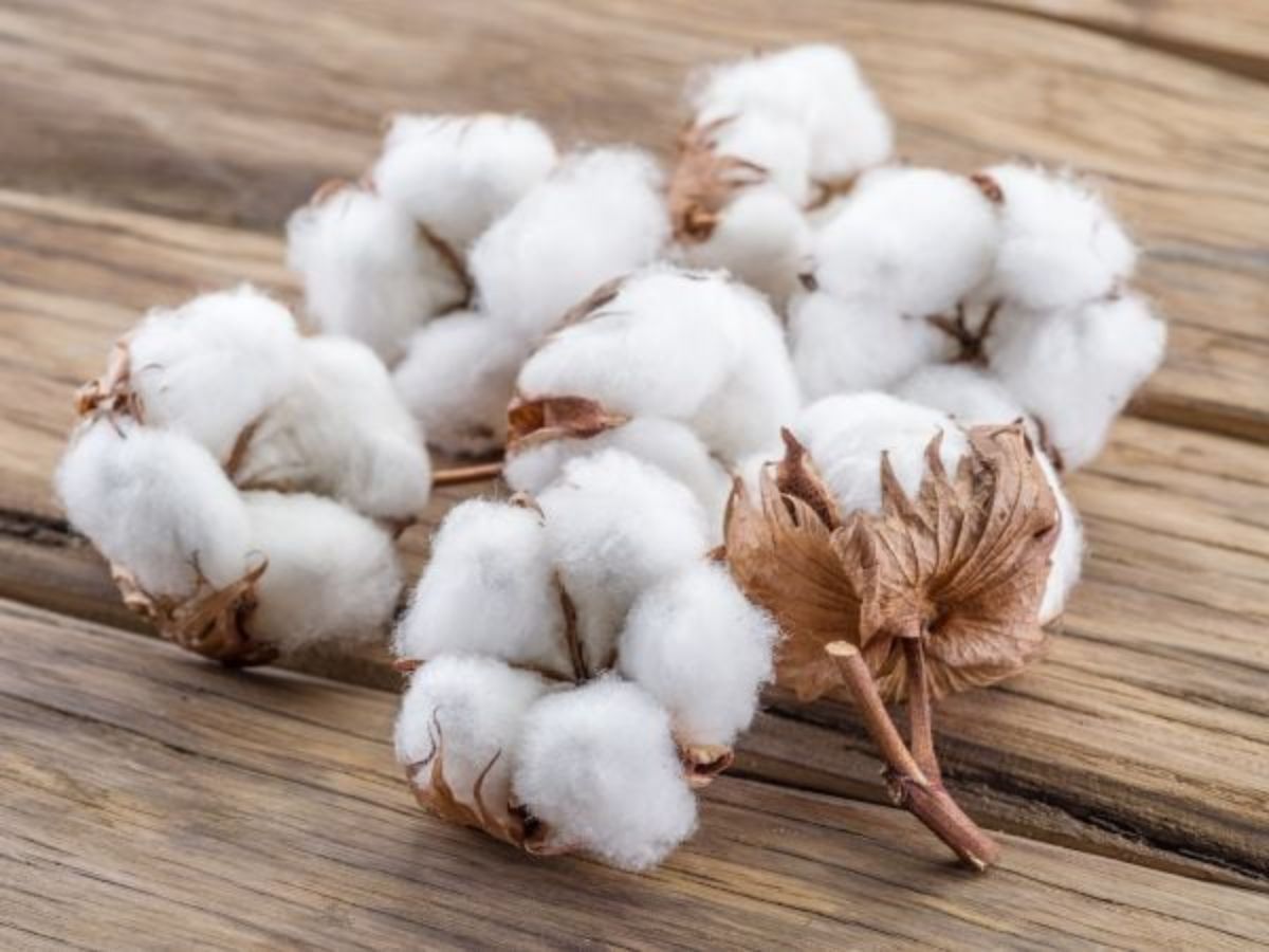 Sợi Cotton linh hồn của sự thoáng mát và mềm mại