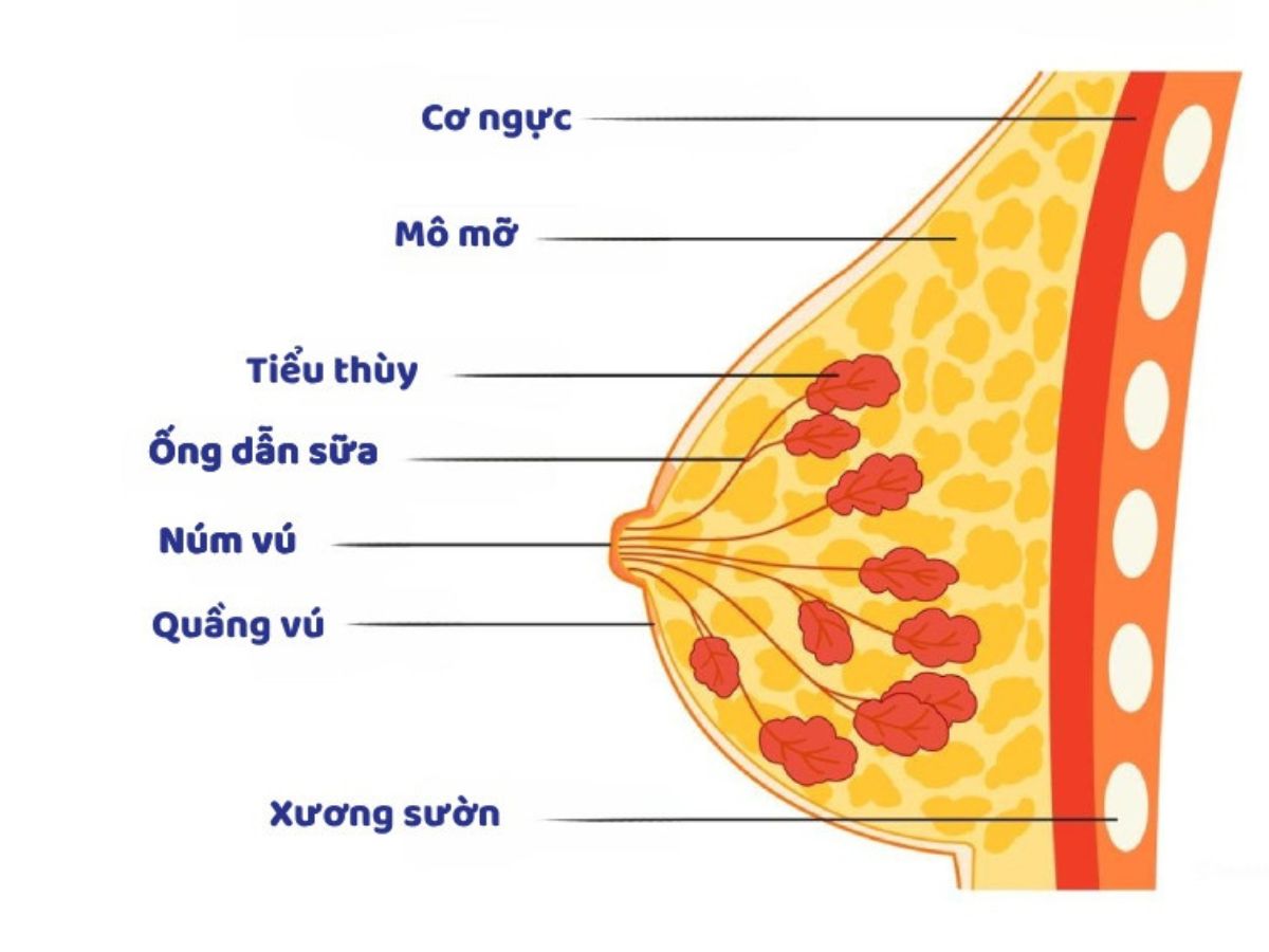 bài tập tăng vòng 1 cho nữ hiệu quả