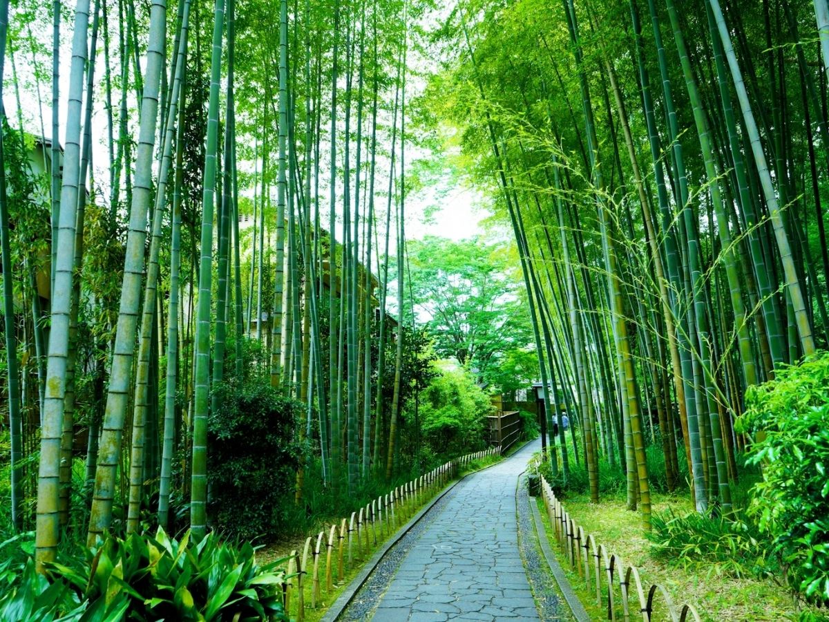 Vải bamboo là gì? Tìm hiểu từ A-Z về định nghĩa, ưu/nhược điểm